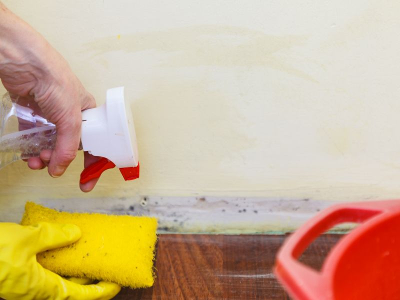 Mold Cleanup Service in Frisco, TX