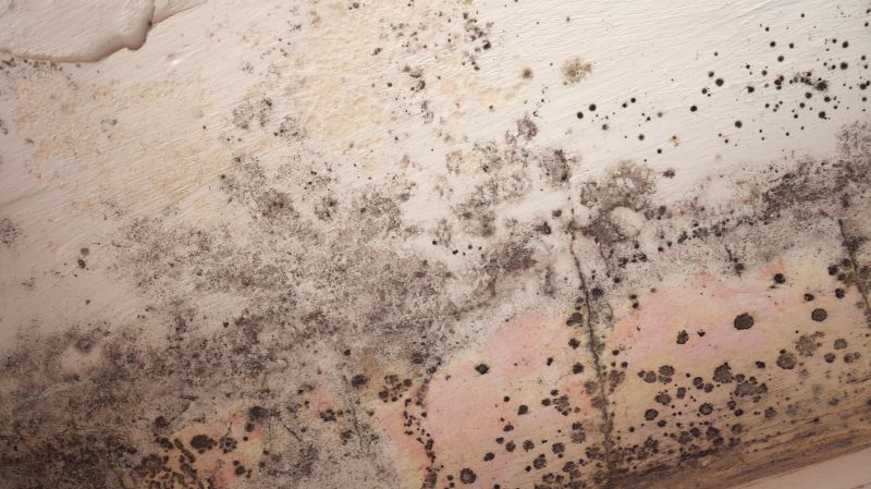 Attic Mold Removal in Jupiter, FL