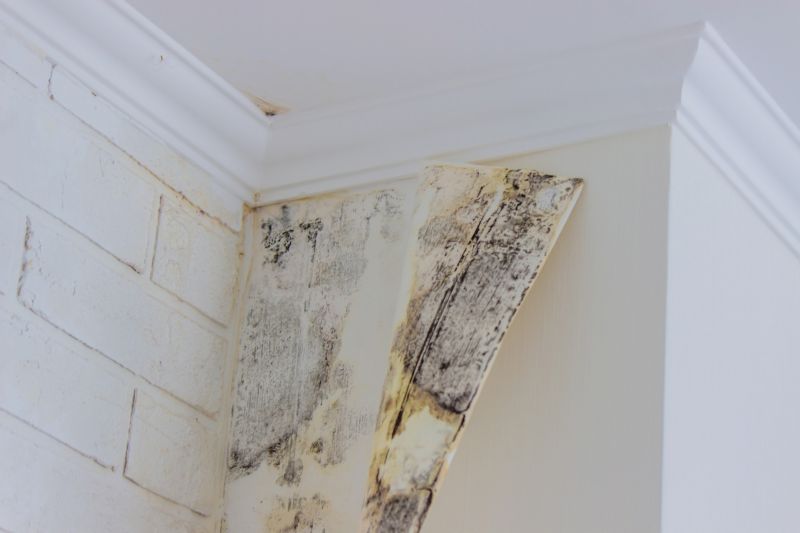 Attic Mold Removal in Jupiter, FL