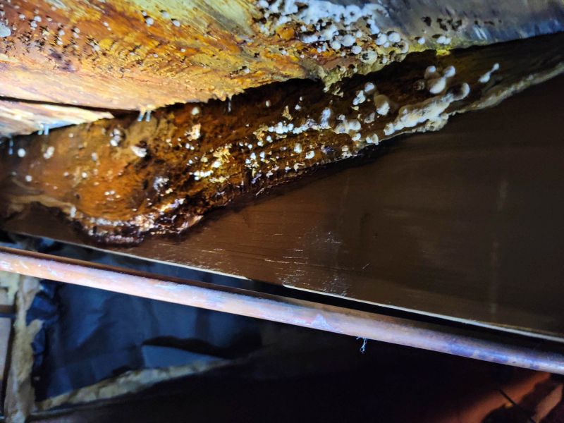 Basement Mold Removal in Bergen County, NJ
