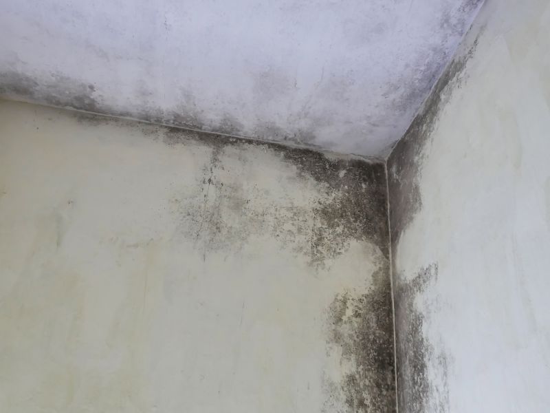 Ceiling Mold Removal in Dallas, TX