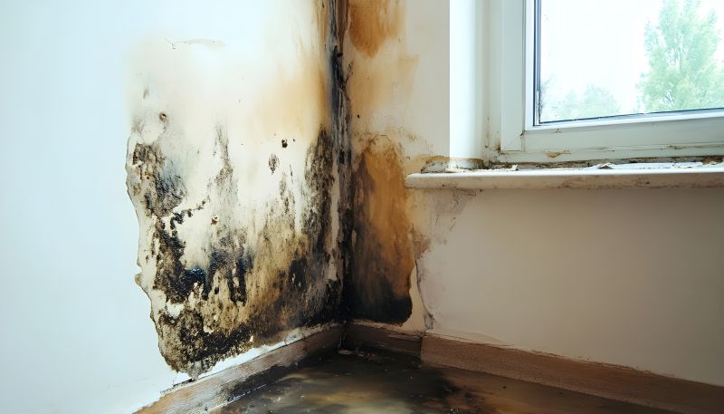 Ceiling Mold Removal in Dallas, TX