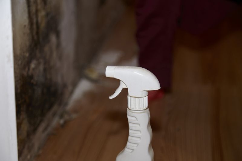 Mold Cleanup Service in Dallas, TX