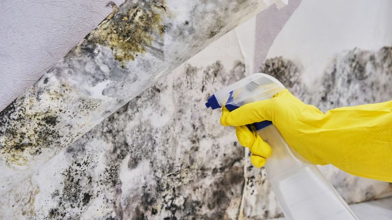 Mold Control in Arlington, TX
