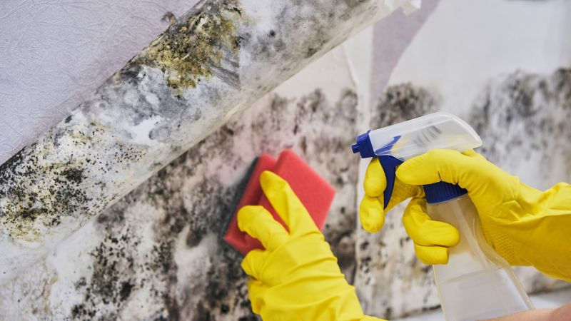Mold Control in Fort Worth, TX