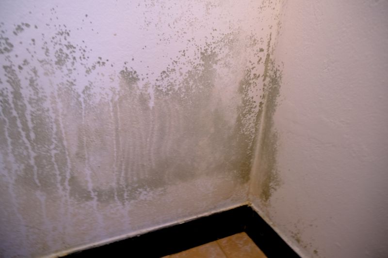 Mold Removal in Broward County, FL