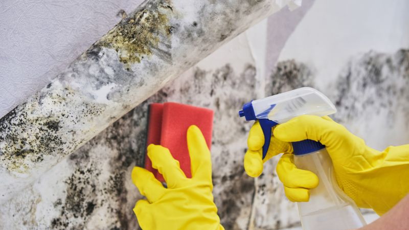 Mold Removal in Broward County, FL