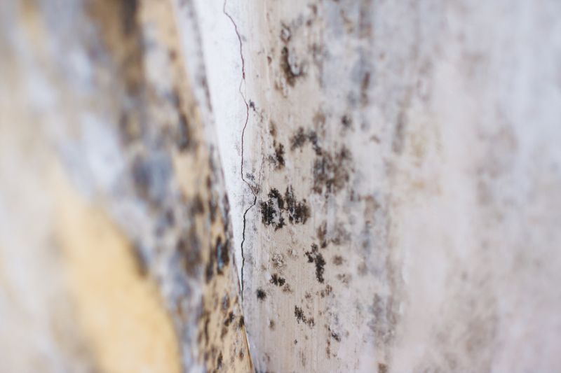 White Mold Mitigation in Bergen County, NJ
