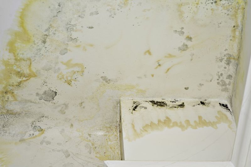 White Mold Mitigation in Jupiter, FL