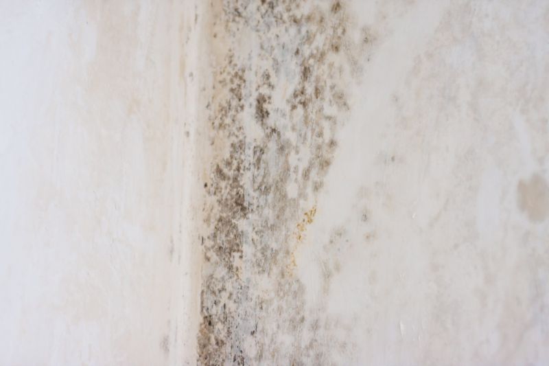 White Mold Mitigation in Boca Raton, FL